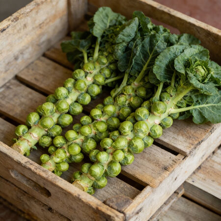 Catskill, Brussels Sprout Seeds - Packet image number null